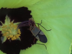 Dysdercus nigrofasciatus