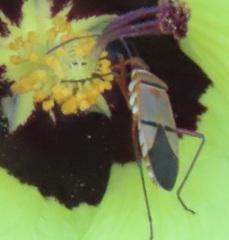 Dysdercus nigrofasciatus