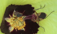 Dysdercus nigrofasciatus