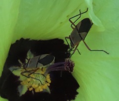 Dysdercus nigrofasciatus