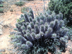 Euphorbia ferox
