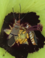 Dysdercus nigrofasciatus