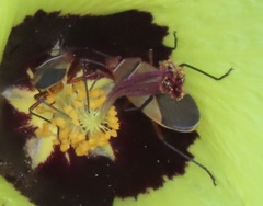 Dysdercus nigrofasciatus