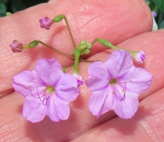 Commicarpus pentandrus