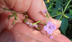 Commicarpus pentandrus