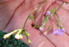 Commicarpus pentandrus