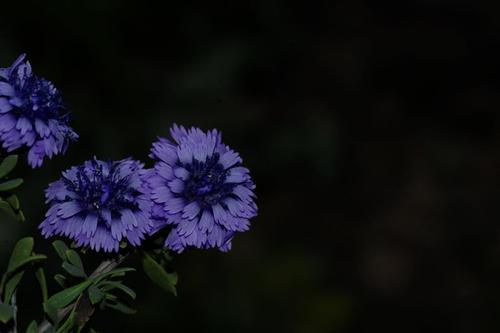 Globularia alypum image