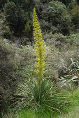 Aciphylla scott-thomsonii