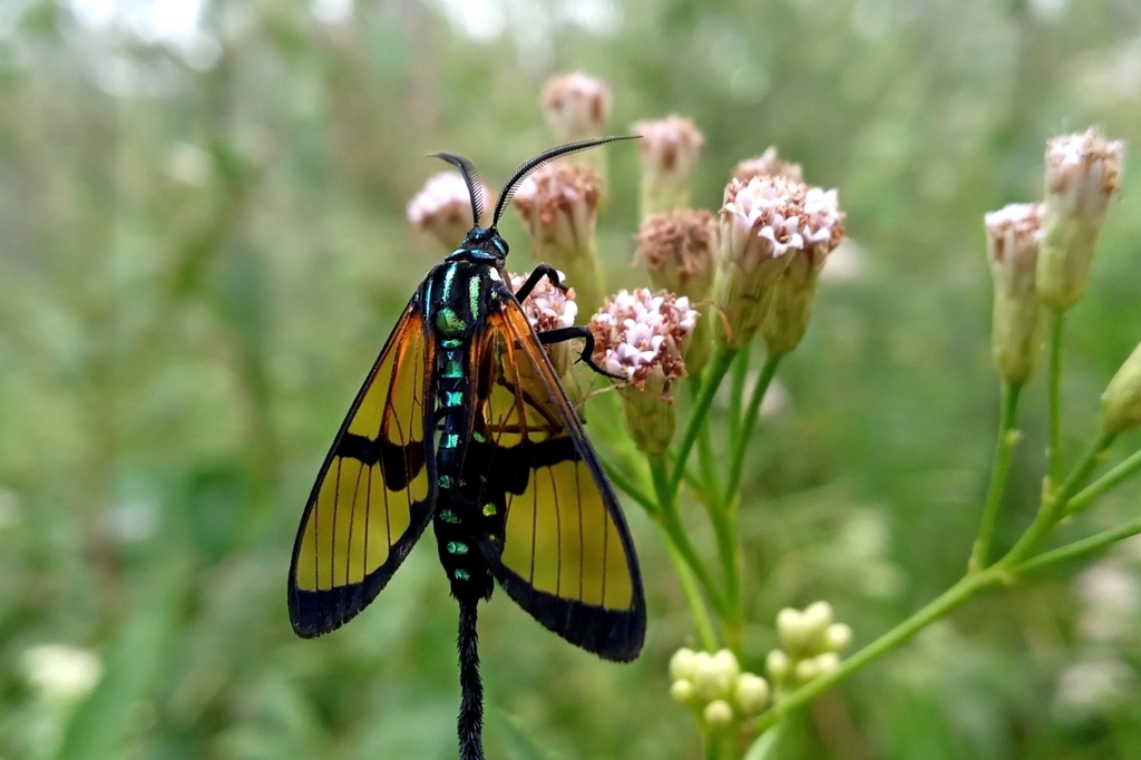 Trichura cerberus