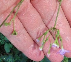 Commicarpus pentandrus