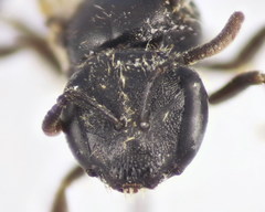 Lasioglossum pauxillum
