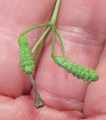 Commicarpus pentandrus