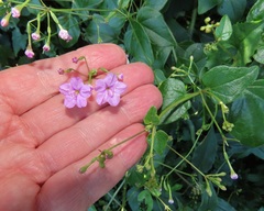 Commicarpus pentandrus