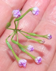 Commicarpus pentandrus