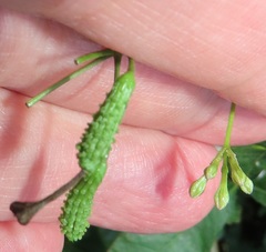 Commicarpus pentandrus