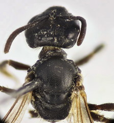 Lasioglossum pauxillum