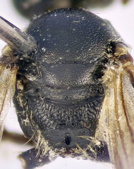 Lasioglossum pauxillum