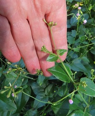 Commicarpus pentandrus