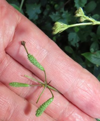 Commicarpus pentandrus