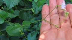 Commicarpus pentandrus