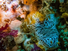 Doriopsilla areolata