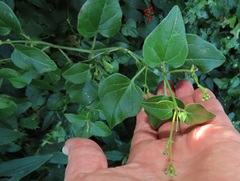 Commicarpus pentandrus