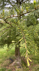 Cedrus deodara