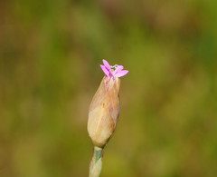 Petrorhagia nanteuilii
