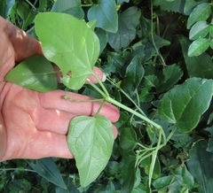 Commicarpus pentandrus