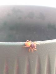 Euophrys melanoleuca