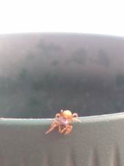 Euophrys melanoleuca