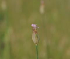 Petrorhagia nanteuilii