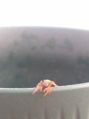 Euophrys melanoleuca