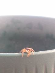 Euophrys melanoleuca