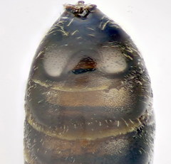 Lasioglossum pauxillum