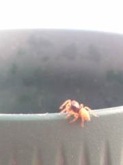 Euophrys melanoleuca