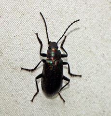 Tarpela micans