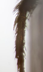 Lasioglossum pauxillum