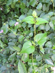 Commicarpus pentandrus