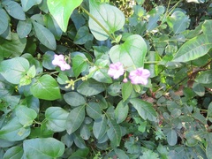 Commicarpus pentandrus