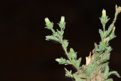 Laggera aurita