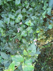 Commicarpus pentandrus