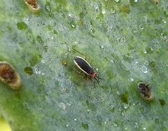 Hesperolabops gelastops