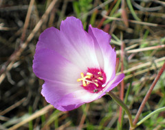 Clarkia gracilis tracyi