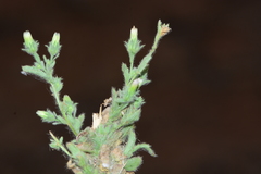 Laggera aurita