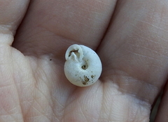 Daedalochila mooreana