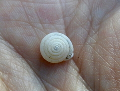 Daedalochila mooreana