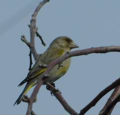 Chloris chloris