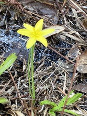 Hypoxis juncea