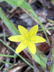 Hypoxis juncea
